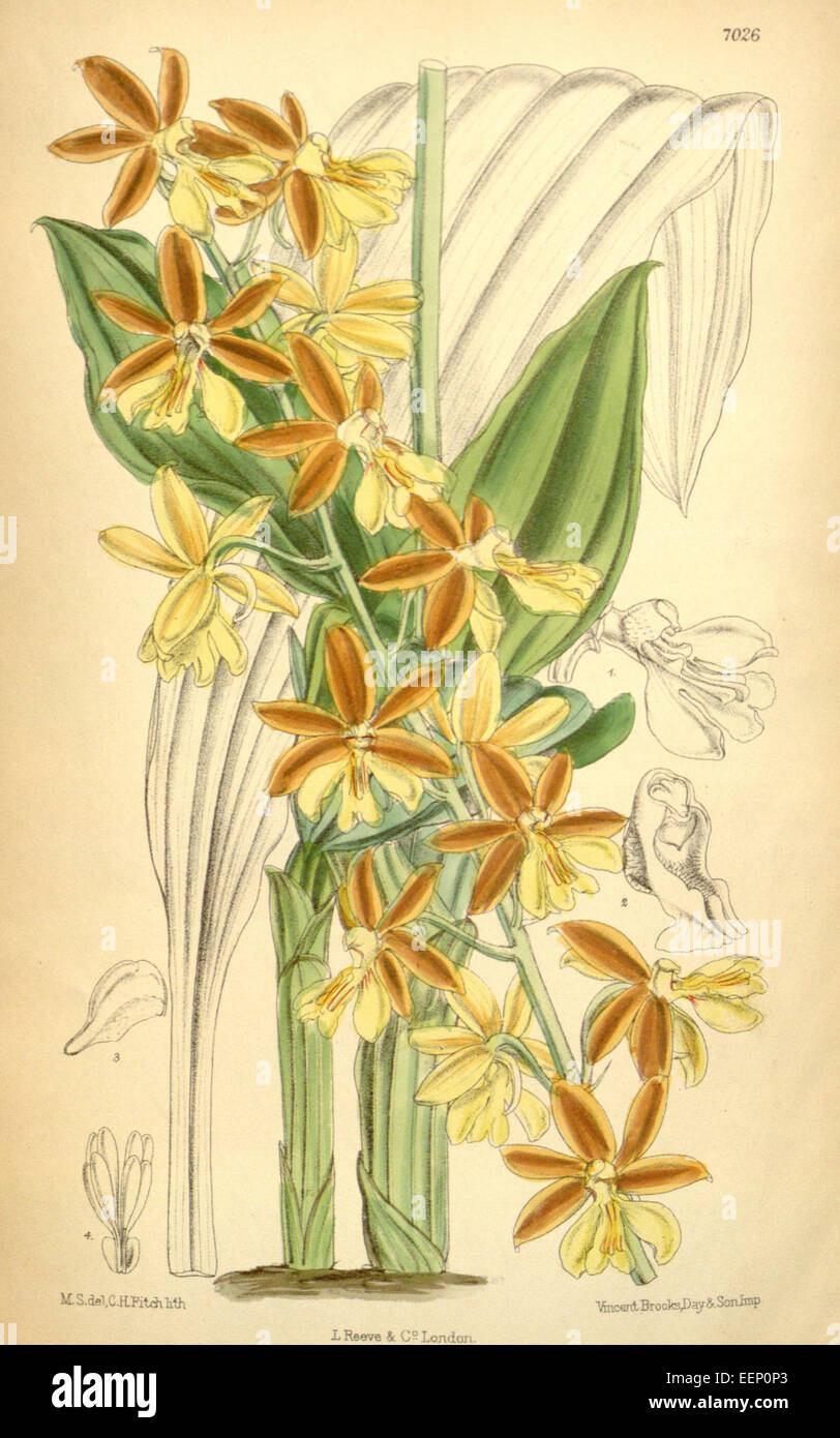 Eine Illustration aus Curtis's Botanical Magazine, Band 114, Serie 3, Platte 7026, veröffentlicht 1888, Calanthe striata, eine Orchideenart aus Ostasien, die sich durch ihre charakteristischen gestreiften Blüten auszeichnet. Stockfoto