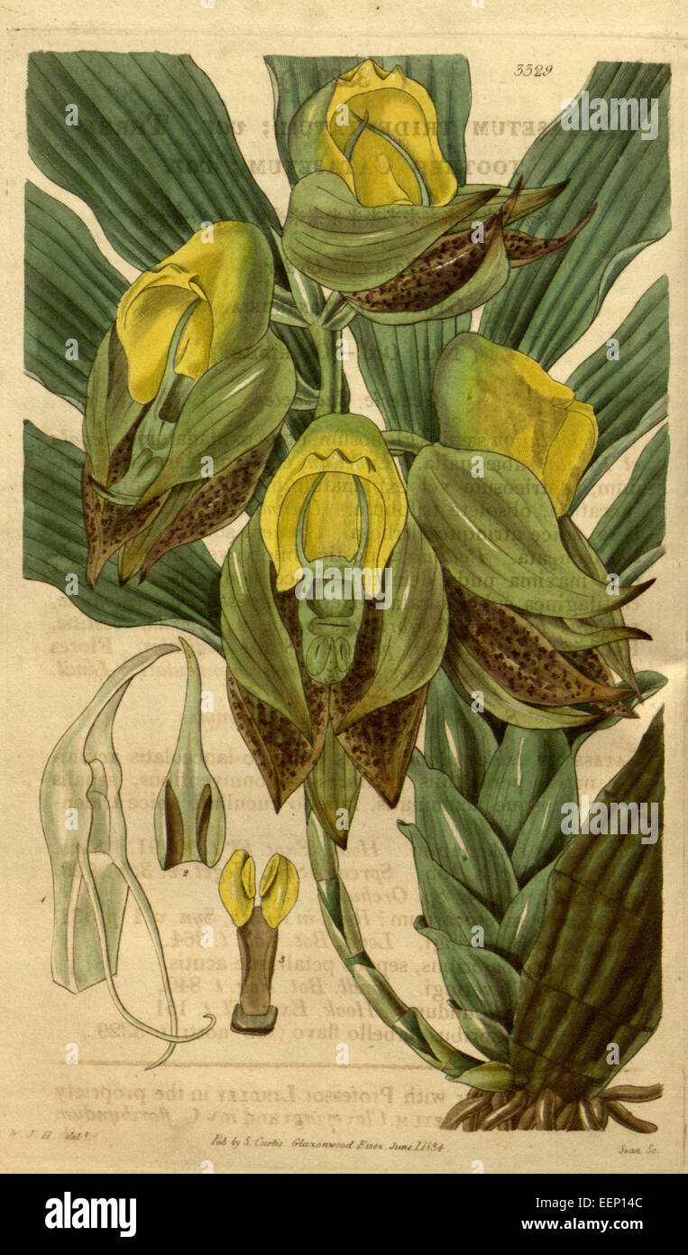 Catasetum macrocarpum, früher Catasetum tridentatum, ist eine Orchideenart, die im Curtis' Botanical Magazine, Band 61, Platte 3329 (1834) dargestellt wird. Er ist bekannt für seine großen, auffälligen Blumen und ist in tropischen Regionen beheimatet. Stockfoto