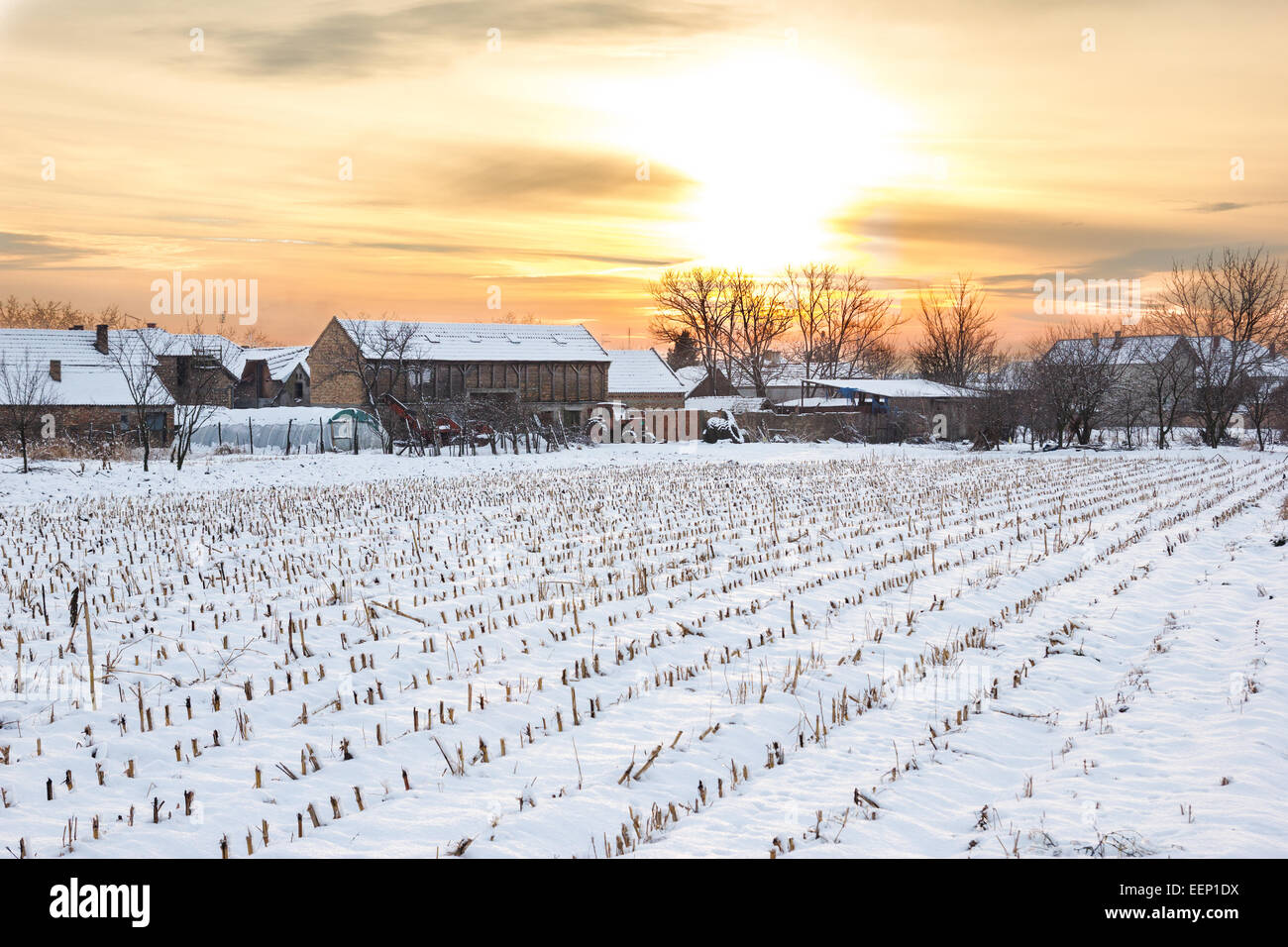 Ein Wintermärchen. Winterlandschaft mit verschneiten Landschaft Dorf neben Maisfeld bei Sonnenuntergang oder Sonnenaufgang in weiße Schneedecke bedeckt. Stockfoto