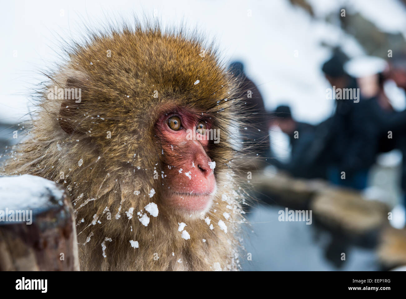 Schnee-Affen bei der Affenpark Jigokudani in der Präfektur Nagano, Japan. Stockfoto