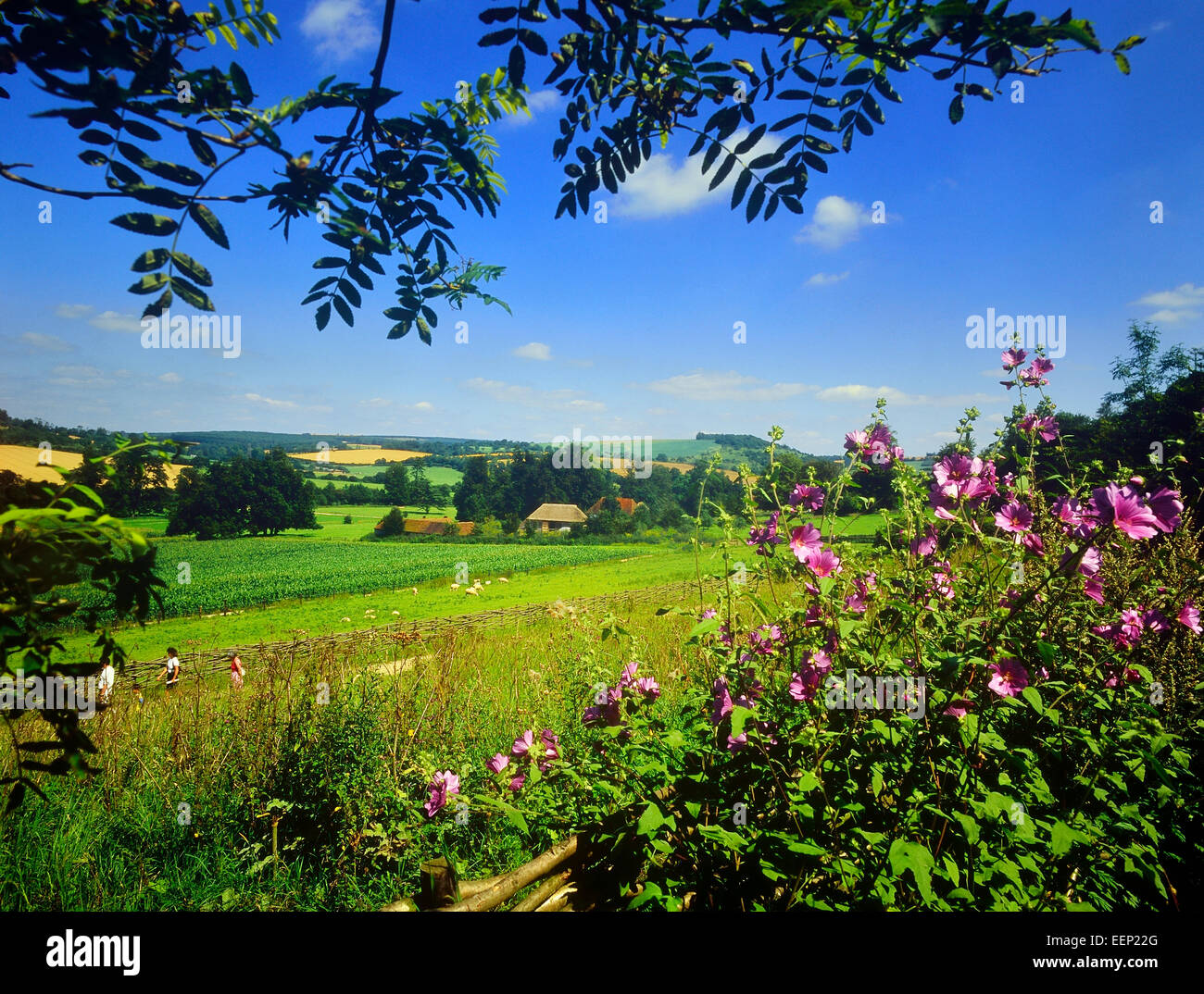 Weald und Downland Open Air Museum. South Downs. West Sussex. England. Stockfoto