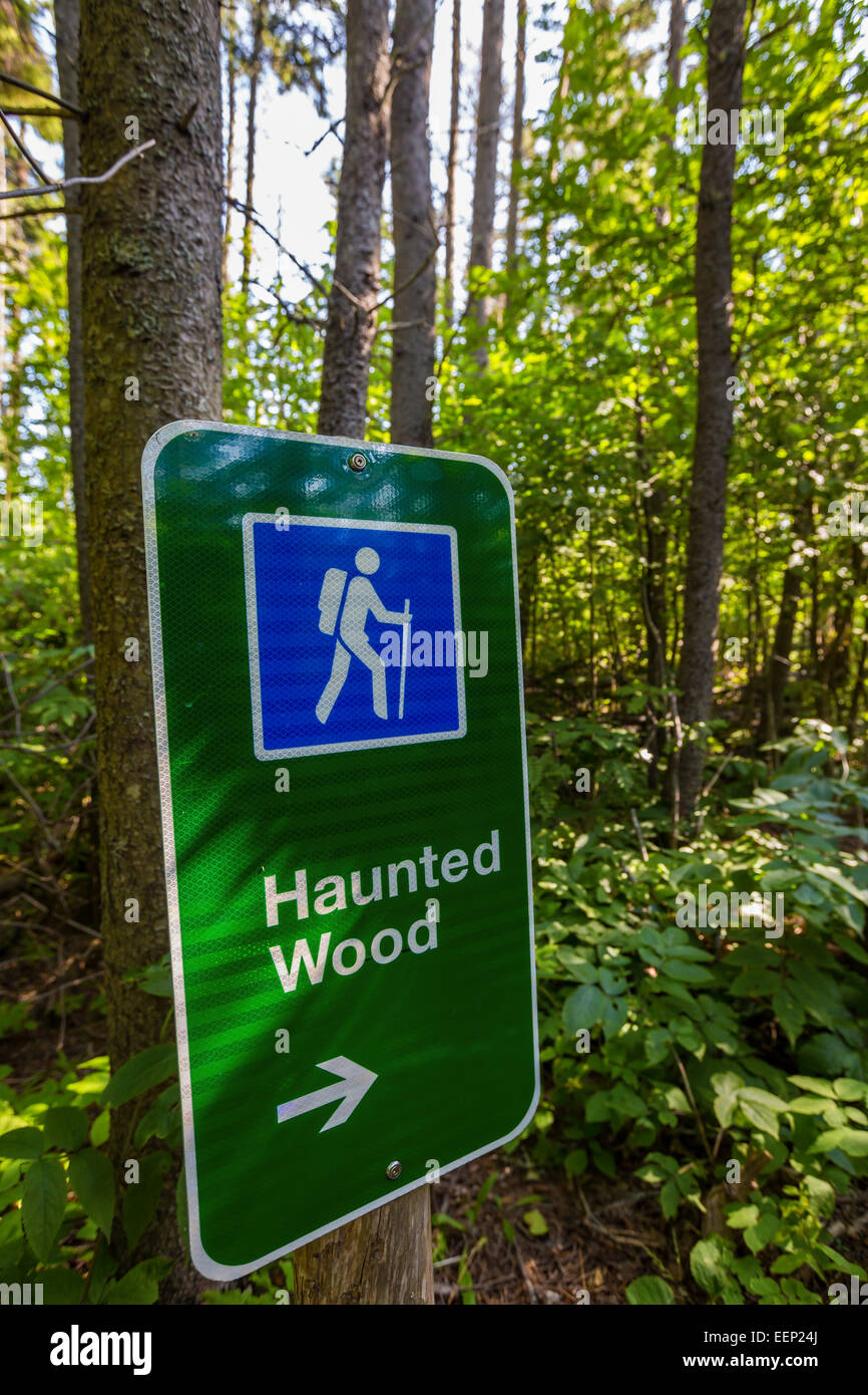 Das Haunted Holz in Cavendish, Prinz Eduard Insel. Bekannt geworden durch L. M. Montgomery in ihrem Roman Anne of Green Gables. Stockfoto