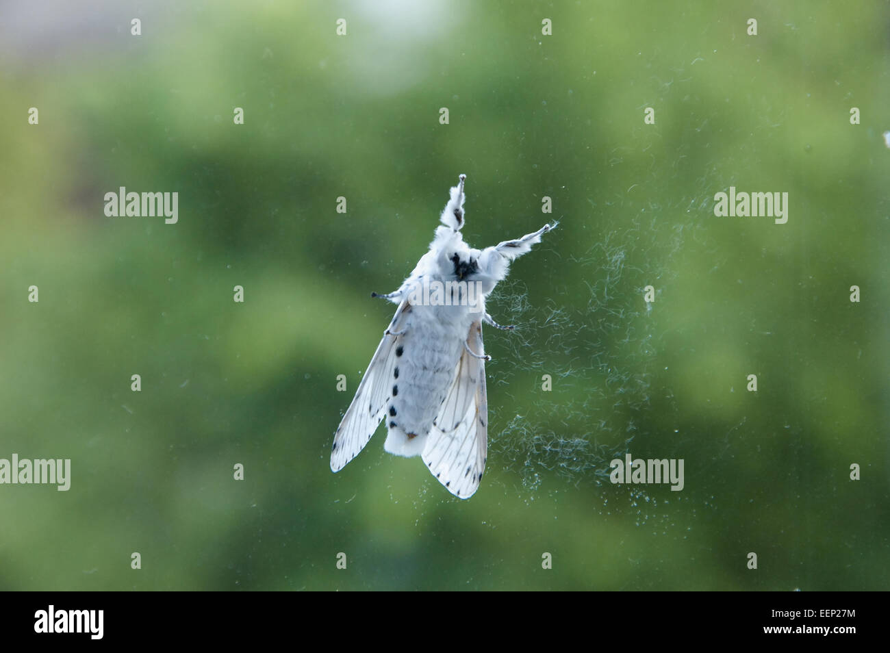 Weiße Hermelin Stockfoto