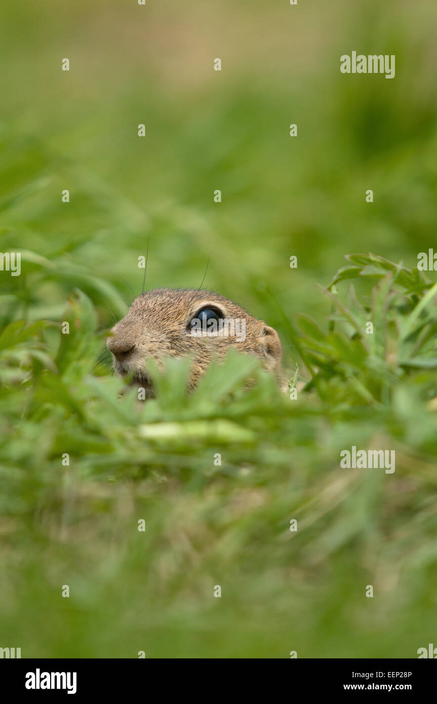 Zieselmaus Stockfoto