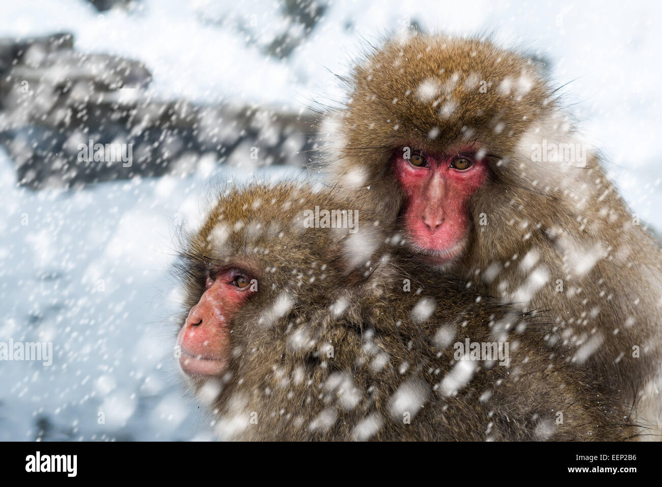 Schneeaffen an der Affenpark Jigokudani in der Präfektur Nagano, Japan. Stockfoto