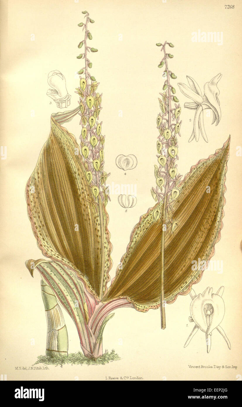Illustration von Crepidium calophyllum (Synonym: Microstylis scottii) aus Curtis' Botanical Magazine, Band 118, Platte 7268 (1892). Stockfoto