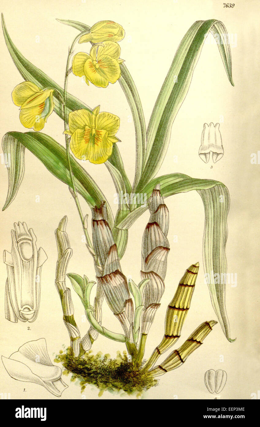 Dendrobium Capillipes - Curtis' 125 (ser. 3 Nr. 55) pl 7639 (1899) Stockfoto