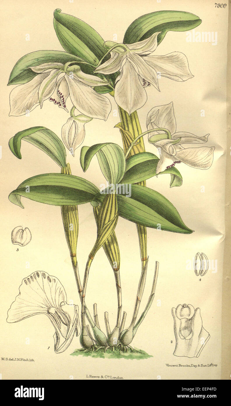 Eine Illustration von Dendrobium rhodostictum, früher bekannt als Dendrobium madonnae, aus Curtis' Botanical Magazine, Band 129, veröffentlicht 1903. Das von Walter Hood Fitch entworfene Kunstwerk zeigt die Orchideenarten mit botanischer Präzision. Stockfoto