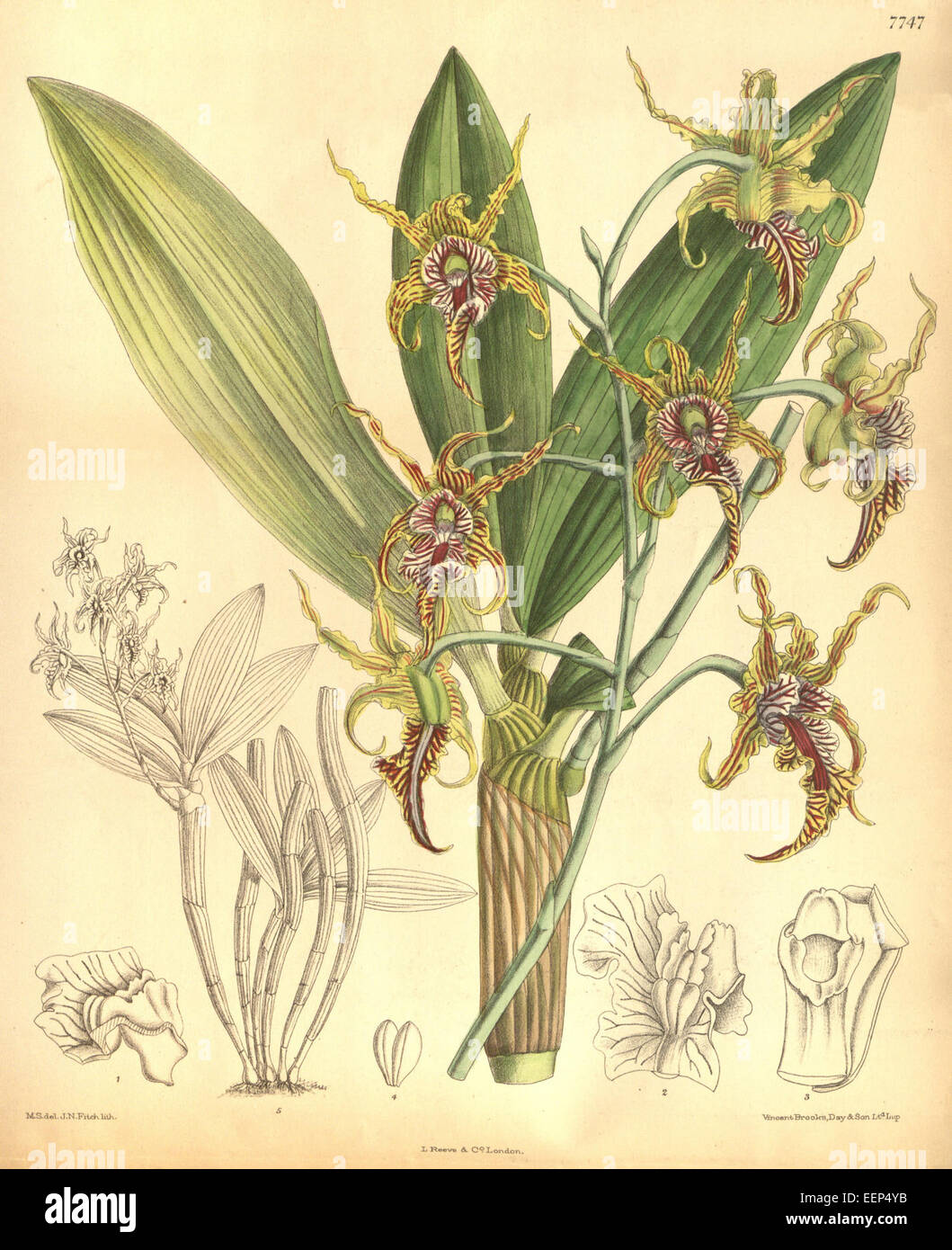 Dendrobium Spectabile - Curtis' 126 (ser. 3 Nr. 56) pl. 7747 (1900) Stockfoto