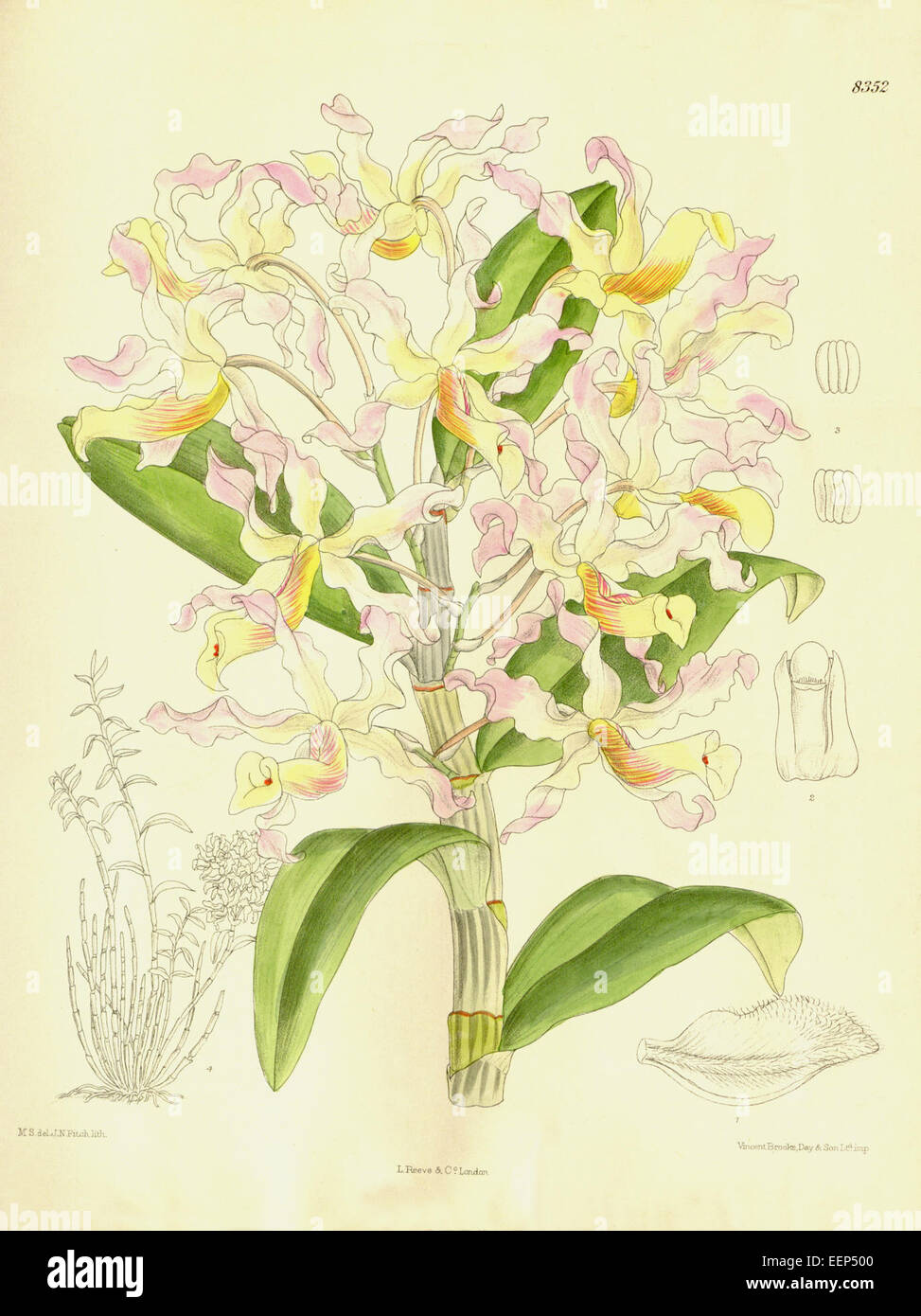 Dendrobium Tortile (als Dendrobium Dartoisianum) - Curtis' 137 (ser. 4 Nr. 7) pl. 8352 (1911) Stockfoto