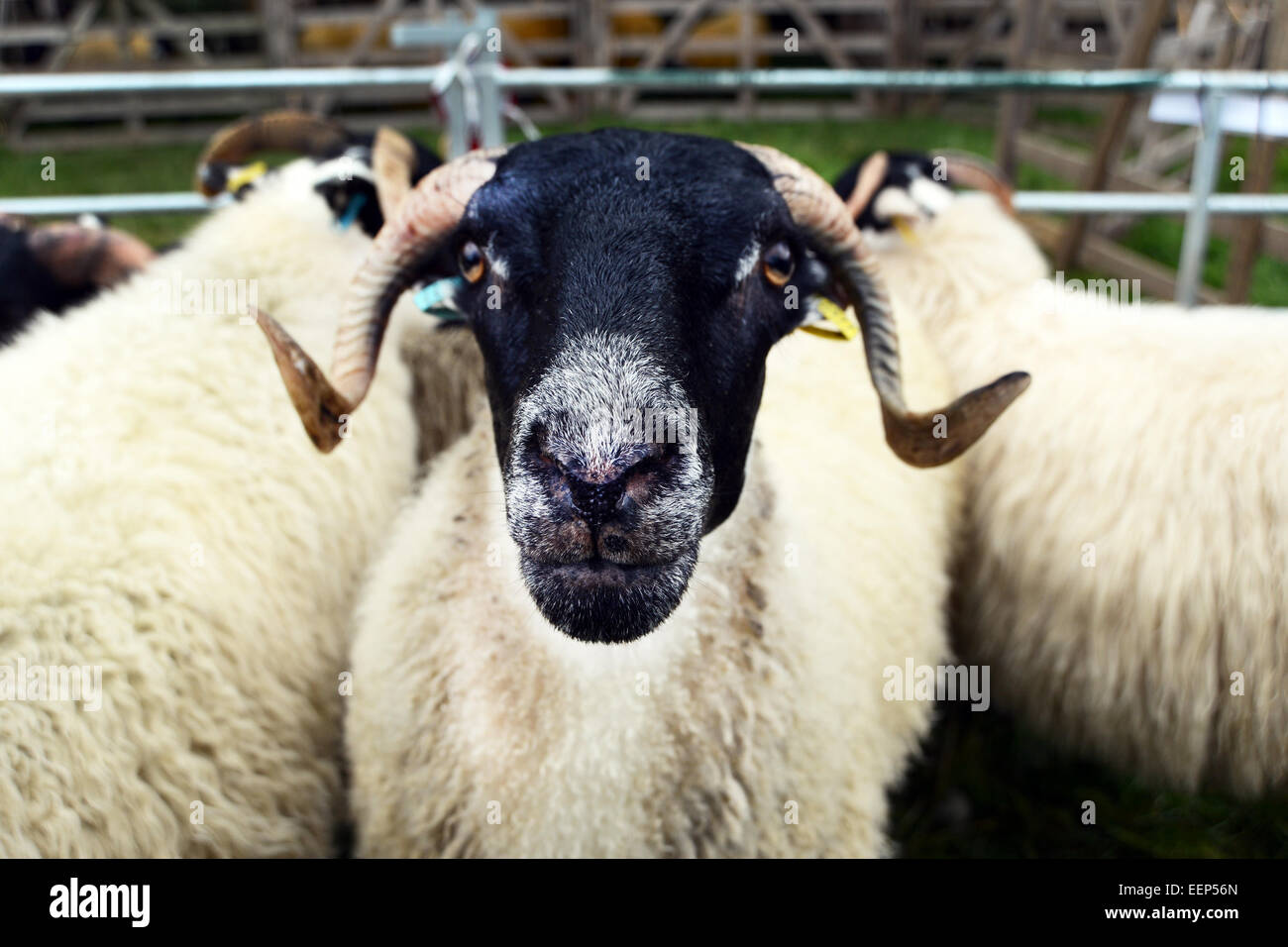 Swaledale Schafen starrt direkt in die Kamera an einen Cumbrian Bauern zeigen. Stockfoto