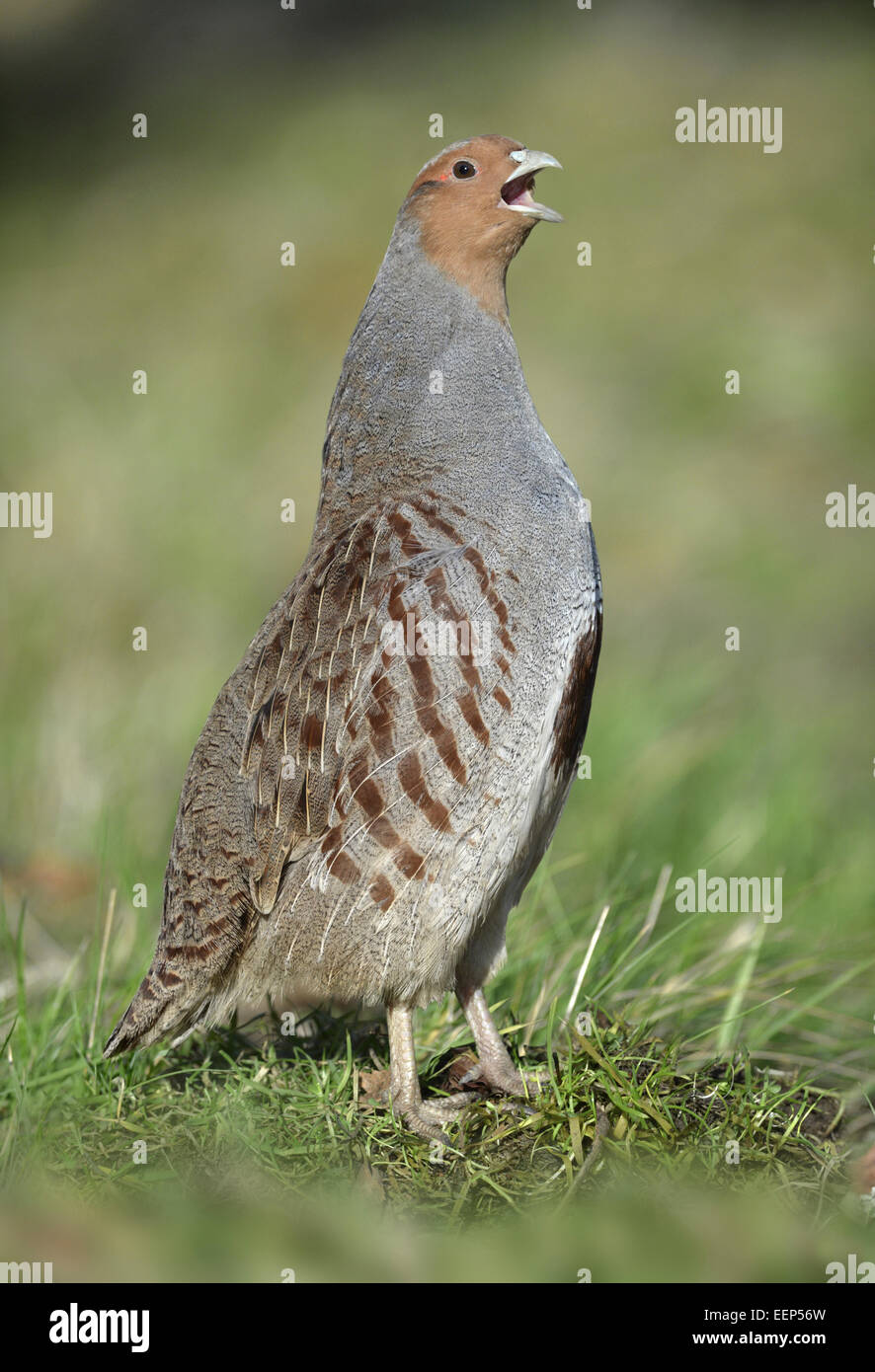 Rebhuhn - Perdix perdix Stockfoto