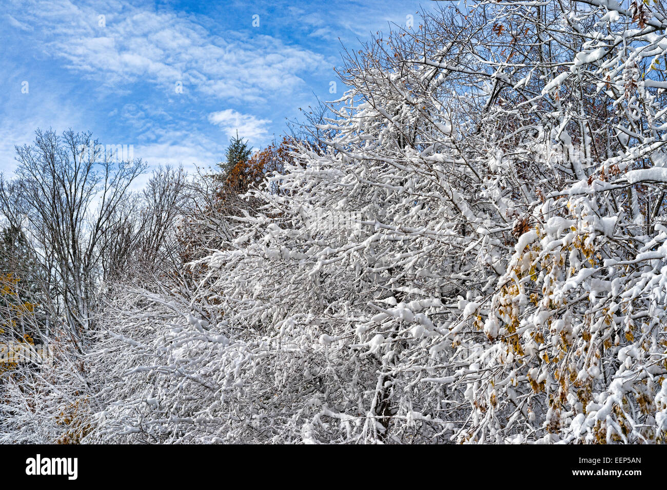 Reihen von blattlosen Zweigen bedeckt mit Schnee nach einem Schneesturm. Stockfoto