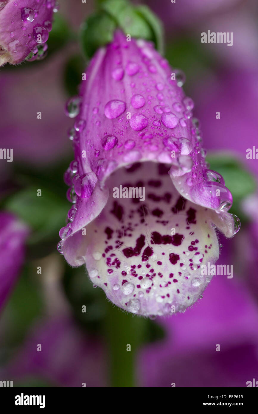 Roter Fingerhut Digitalis Purpurea gemeinsame Fingerhut Stockfoto
