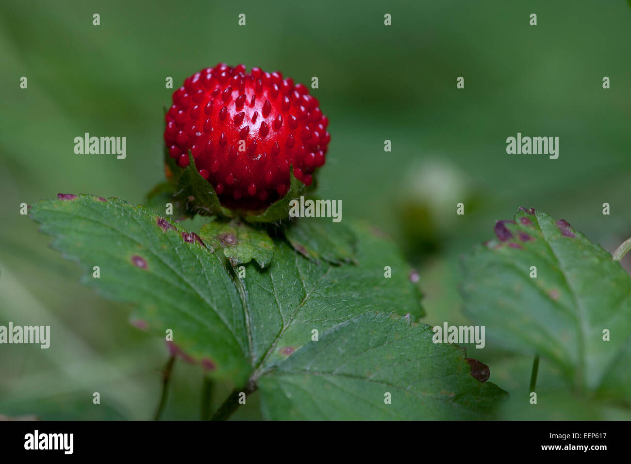 Wald-Erdbeere / Fragaria Vesca / Alpine Erdbeere [Fragaria Vesca] Stockfoto