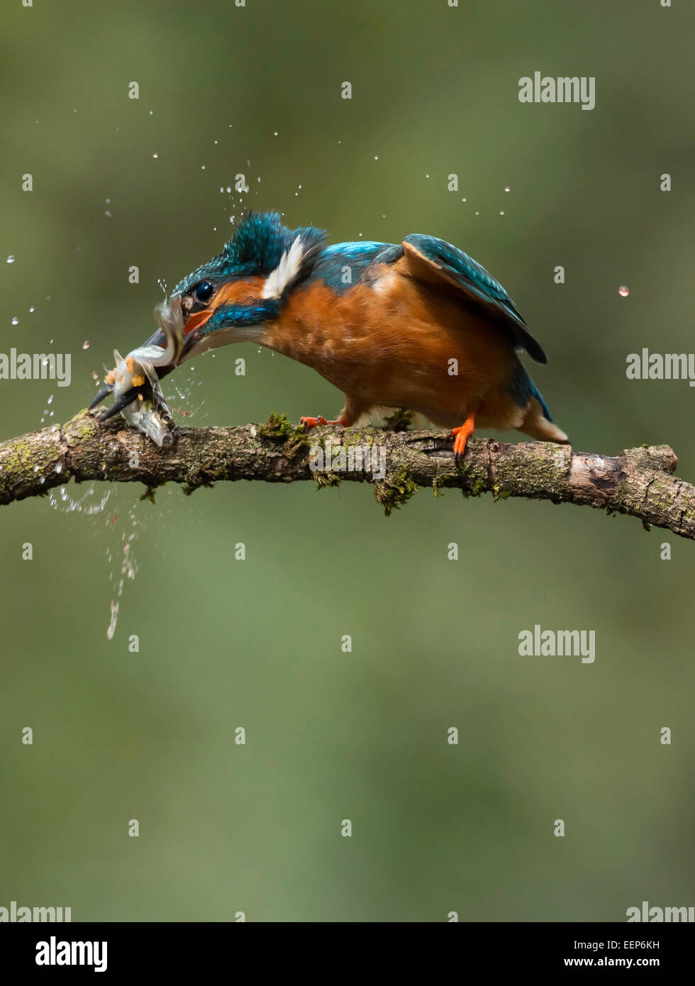 Gemeinsamen Eisvogel (Alcedo Atthis) Erwachsene, Fütterung, atemberaubende Fisch gegen Zweig, Droitwich, Worcestershire, England. Stockfoto