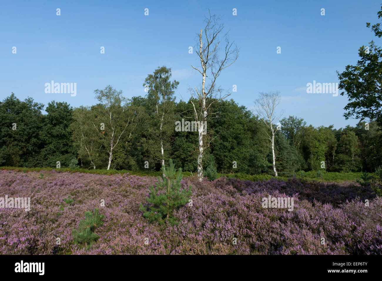 Nationalpark De Meinweg Niederlande, Vossenkop / Blühende Besenheide / Calluna Vulgaris / Heidekraut Stockfoto