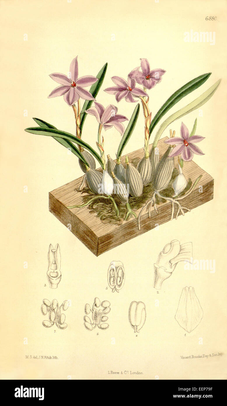 Eine Illustration aus Curtis' Botanical Magazine, Platte 6880 (1886), die Isabelia violacea, früher bekannt als Sophronitis violacea, darstellt. Diese Orchideenart ist bekannt für ihre leuchtenden violetten Blüten und ist in Südamerika beheimatet, was sie zu einem beliebten Thema für Orchideenliebhaber und Botaniker macht. Stockfoto