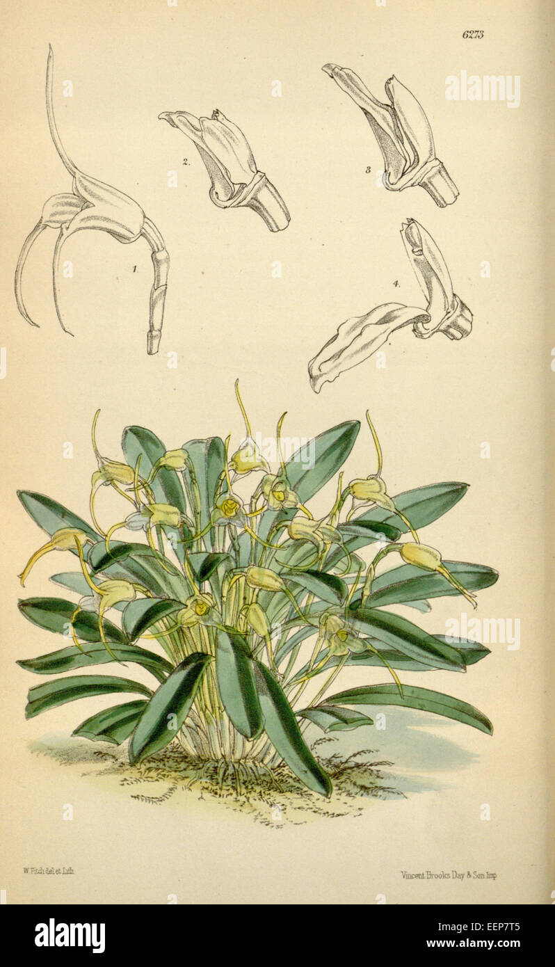 Eine Illustration von Masdevallia attenuata aus Curtis' Botanical Magazine, Band 103, veröffentlicht 1877. Das von Walter Hood Fitch geschaffene Kunstwerk zeigt die Orchideenarten mit botanischer Präzision und hebt ihre einzigartigen floralen Merkmale hervor. Stockfoto