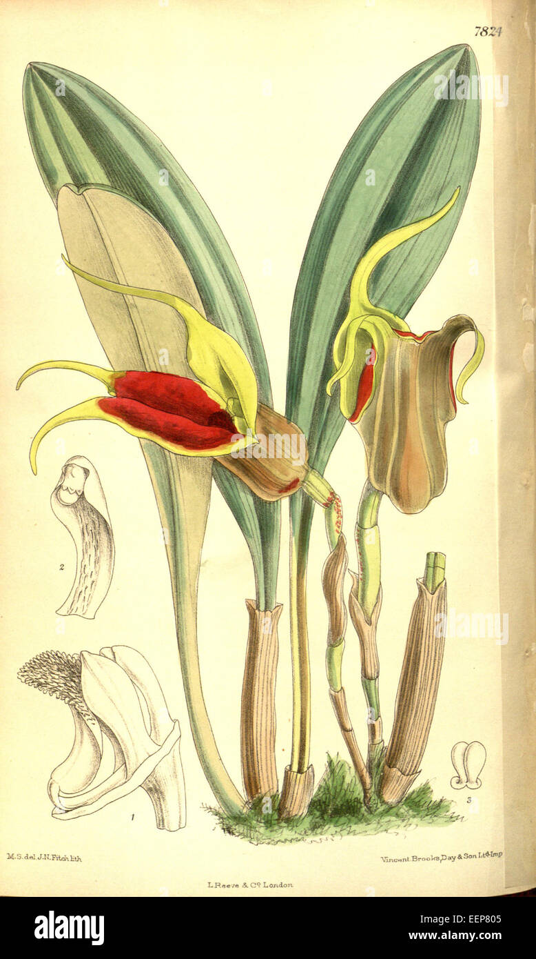 Masdevallia elephanticeps ist eine Orchideenart, die in Curtis's Botanical Magazine, Serie 3, Band 128, Platte 7824, veröffentlicht 1902 dargestellt wird. Stockfoto