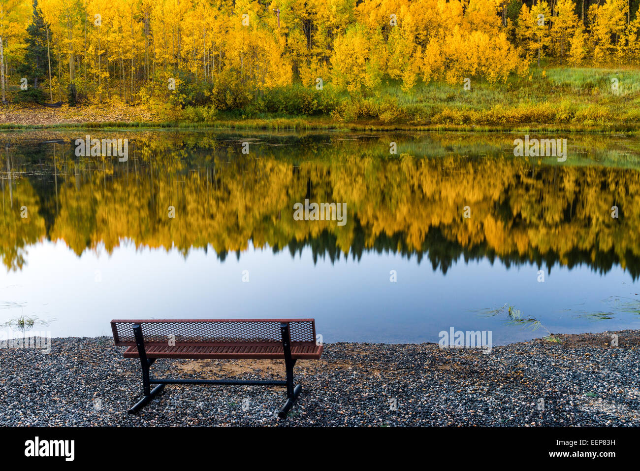 Eine Parkbank lädt zum entspannen und erleben Sie die goldenen Farben der Colorado Herbst Aspen Bäume Stockfoto