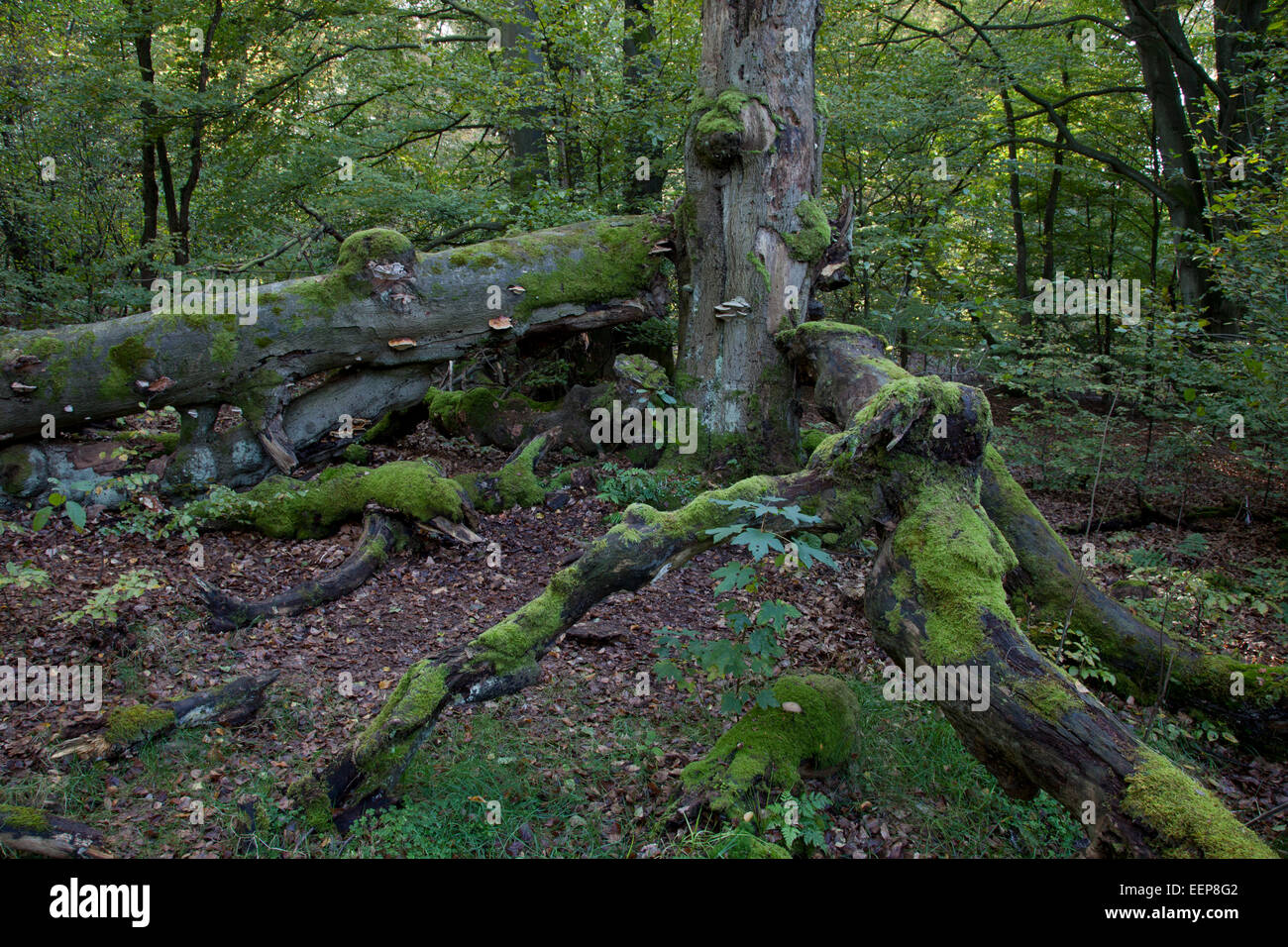 Toten Buche im Urwald Sababurg, Deutschland Stockfoto