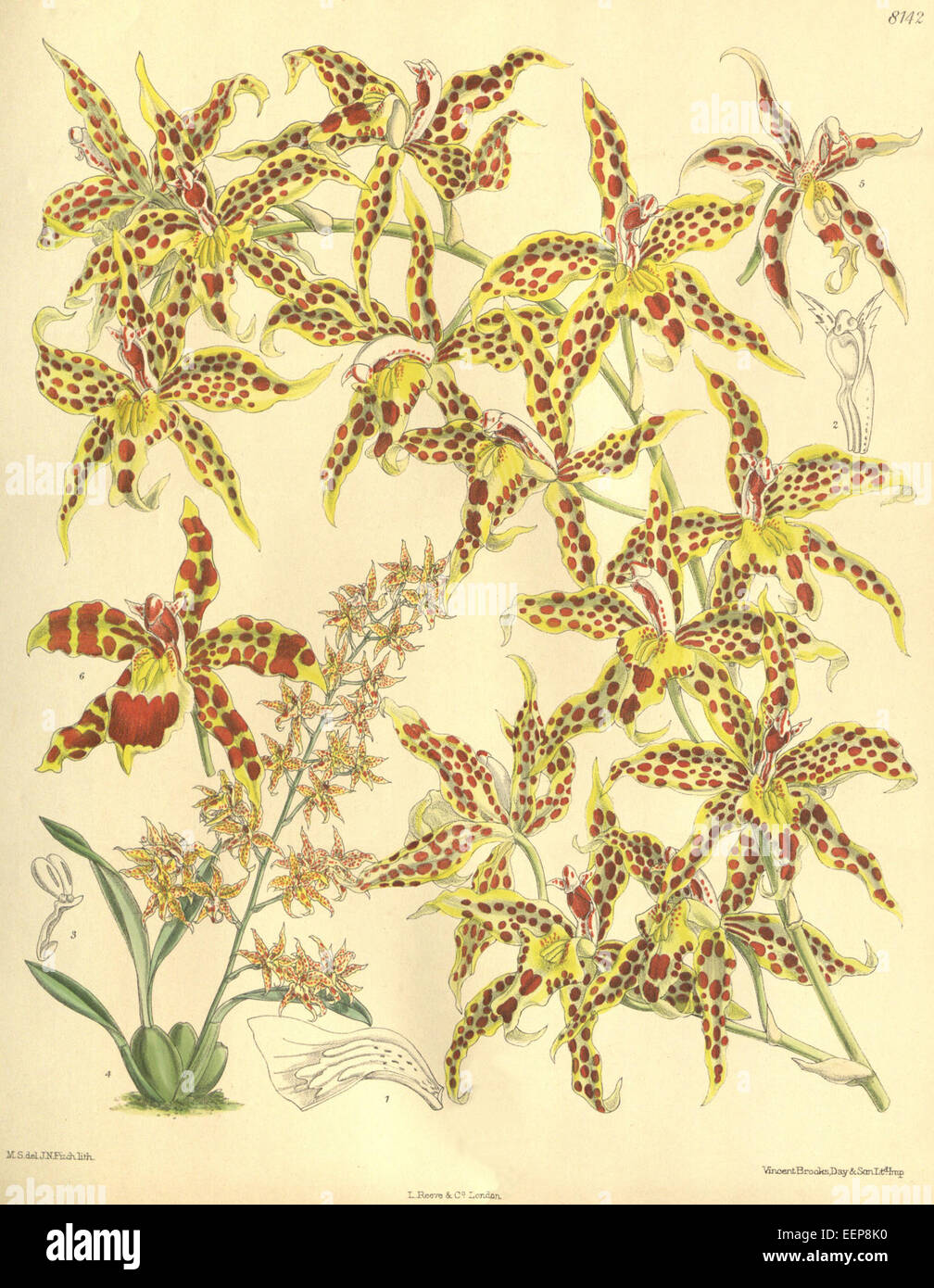 Odontoglossum leeanum ist eine hybride Orchidee, die aus der Kreuzung zwischen O. cinnamomeum und O. crocidipterum entsteht, die erstmals in Kolumbien beschrieben wurde. 1907 illustriert in Curtis Botanical Magazine, Band 133, Platte 8142, ist diese Orchidee bekannt für ihre unverwechselbare Blütenmorphologie und ihre lebendige Färbung. Stockfoto