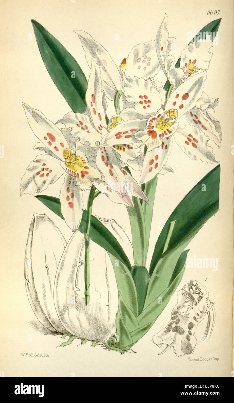 Odontoglossum crispum, auch bekannt als Odontoglossum alexandrae var. Guttatum ist eine Orchideenart aus Curtis' 94 (1868). Diese Orchidee ist bekannt für ihr auffälliges Muster und ihre leuchtenden Farben, was sie zu einer beliebten Wahl bei Orchideensammlern und Gartenbauern macht. Stockfoto