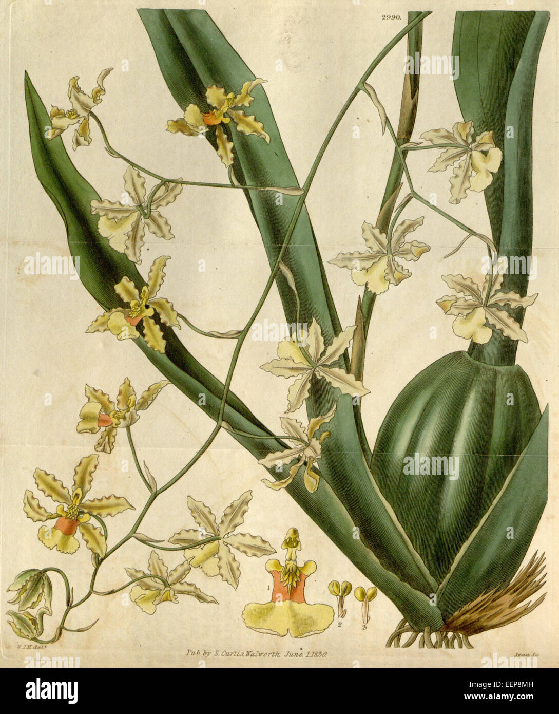 Oncidium altissimum, eine Orchideenart, wird in Curtis's Botanical Magazine, Band 57, Platte 2990, veröffentlicht 1830 dargestellt. Bekannt für seine großen gelben Blüten und seinen heimischen Lebensraum in Mittel- und Südamerika, ist es im Gartenbau und in Ziergärten sehr geschätzt. Stockfoto