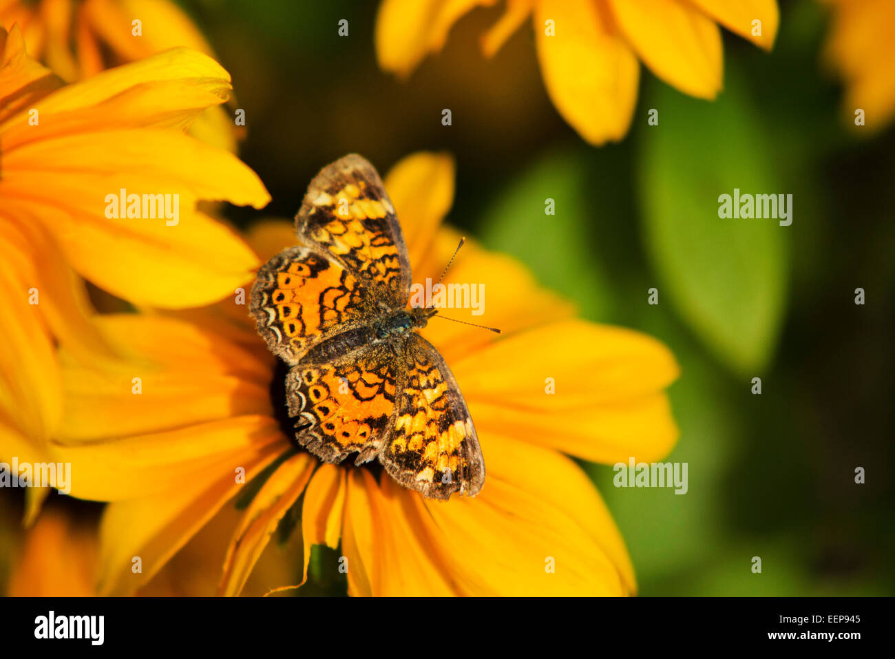 Perle Halbmond Schmetterling Makro Nahaufnahme auf Blüte im Sommer Garten Lebensraum. Stockfoto