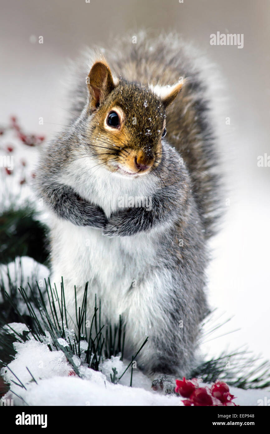 Östliche graue Eichhörnchen Nahaufnahme Portrait in schneereichen Winter Umgebung. Stockfoto