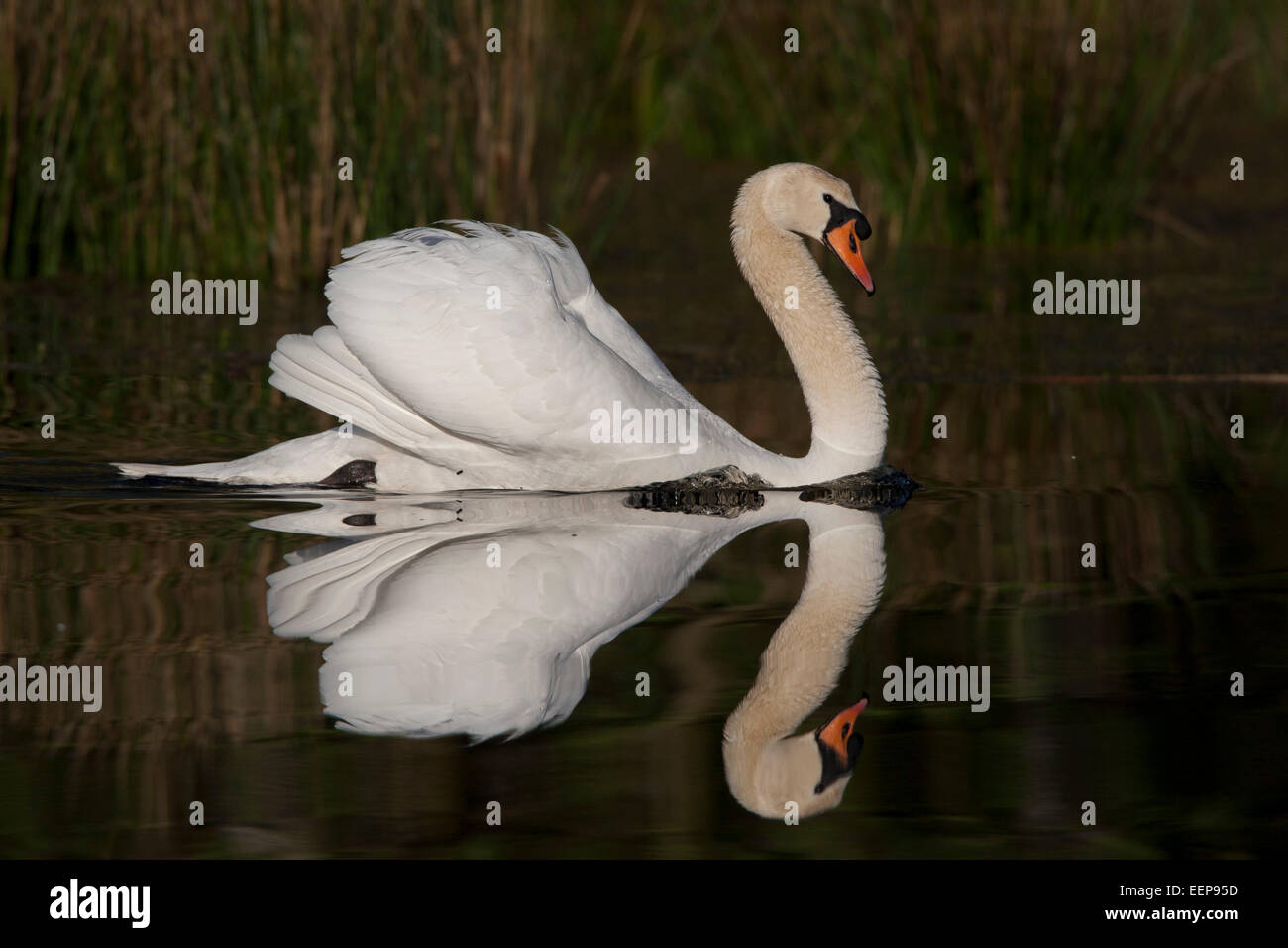 Mute Swan [Cygnus Olor], weißer Schwan, Hoeckerschwan, Deutschland Stockfoto