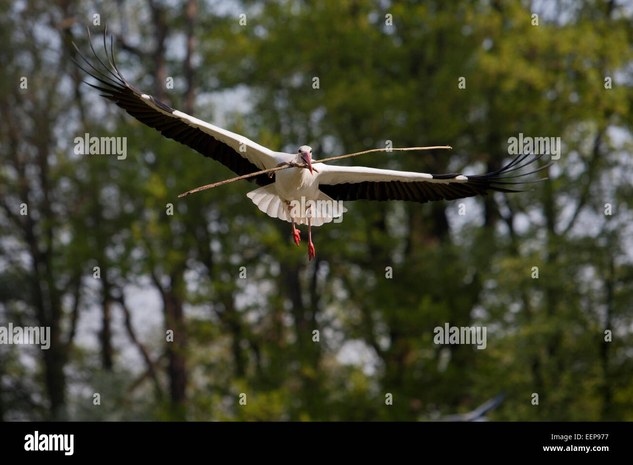 Weißstorch / Ciconia Ciconia / weiße Storch [Ciconia Ciconia] Stockfoto