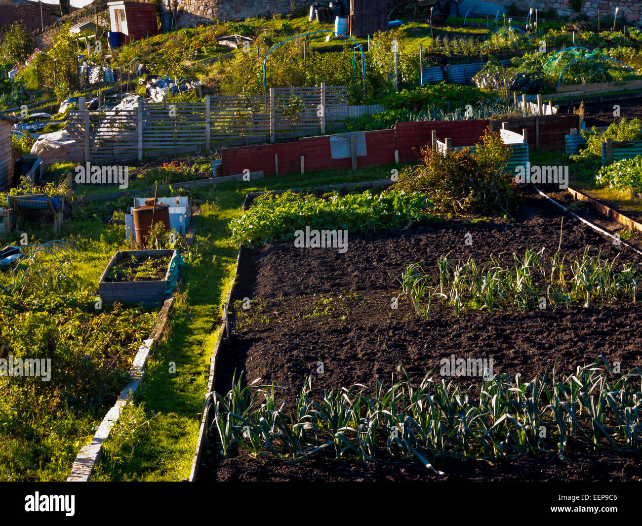 Blick über Schrebergarten mit Produkten wächst in Betten im Spätherbst bei Berwick nach Tweed Northumberland England UK Stockfoto