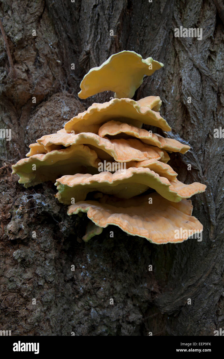 Schwefelporling bin Stamm Einer Robinie / Laetiporus Sulphureus / Huhn Pilz [Laetiporus Sulphureus] Stockfoto