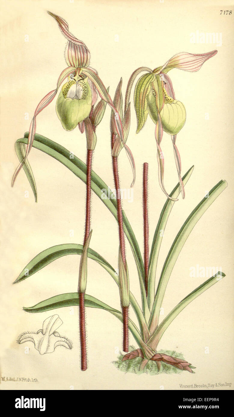 Phragmipedium klotzschianum, früher bekannt als Cypripedium klotzschianum, ist eine Orchideenart, die in Curtis's Botanical Magazine, Serie 3, Band 117, Platte 7178, veröffentlicht 1891, illustriert wird. Stockfoto