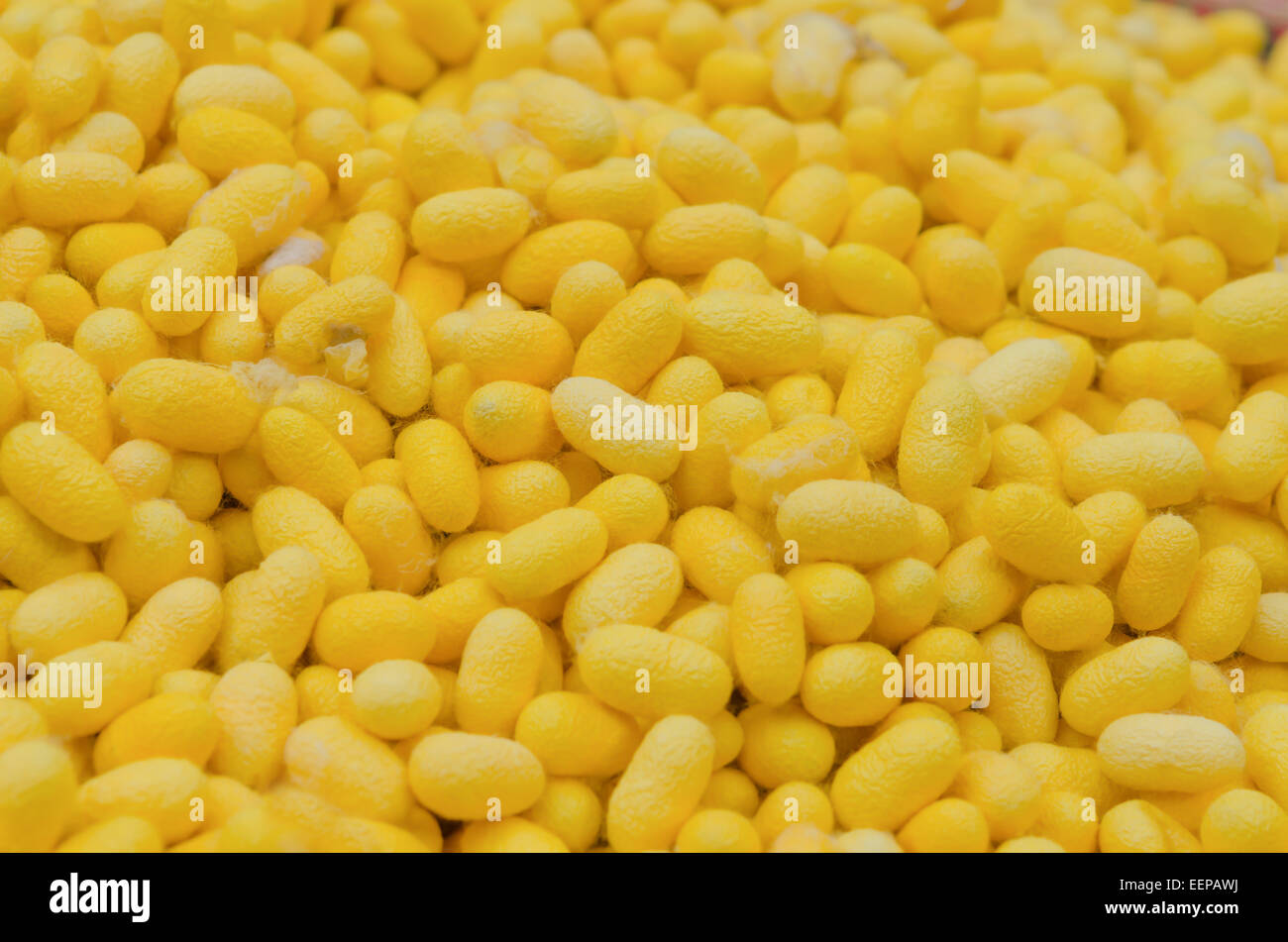 Seidenraupe Hintergrund, gelbe Kokon Seidenraupe Stockfoto
