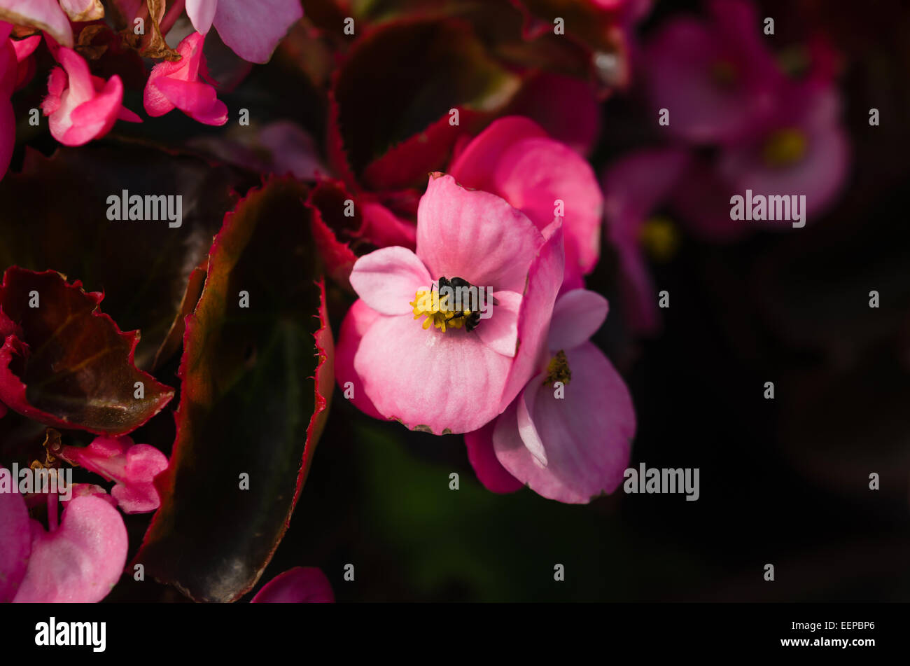 Eine Biene sammelt Nektar aus rosa Blume Stockfoto