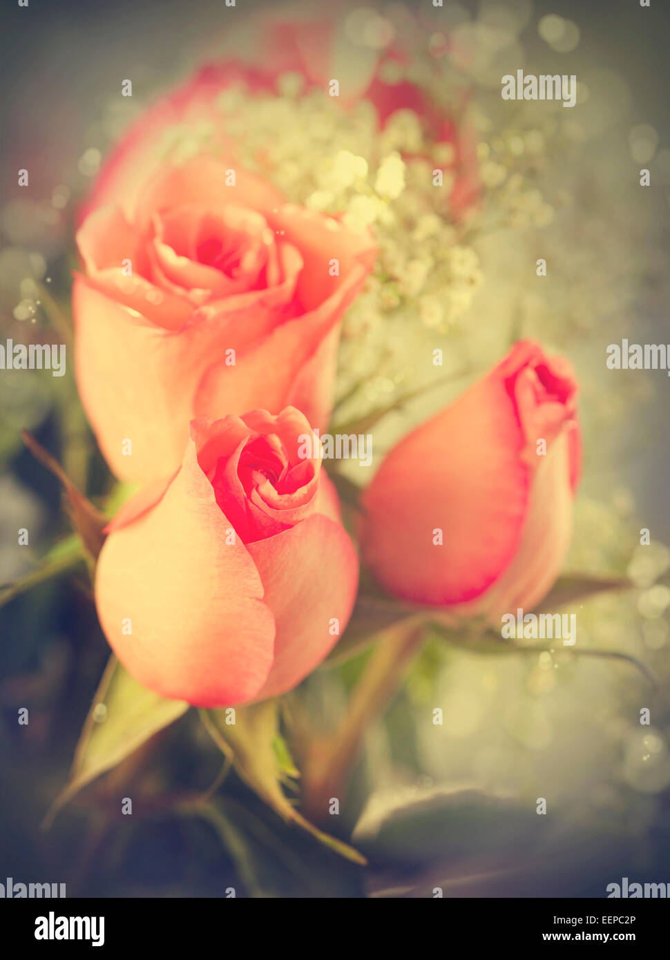 Rosa Rosen. Getönten Bild Stockfoto