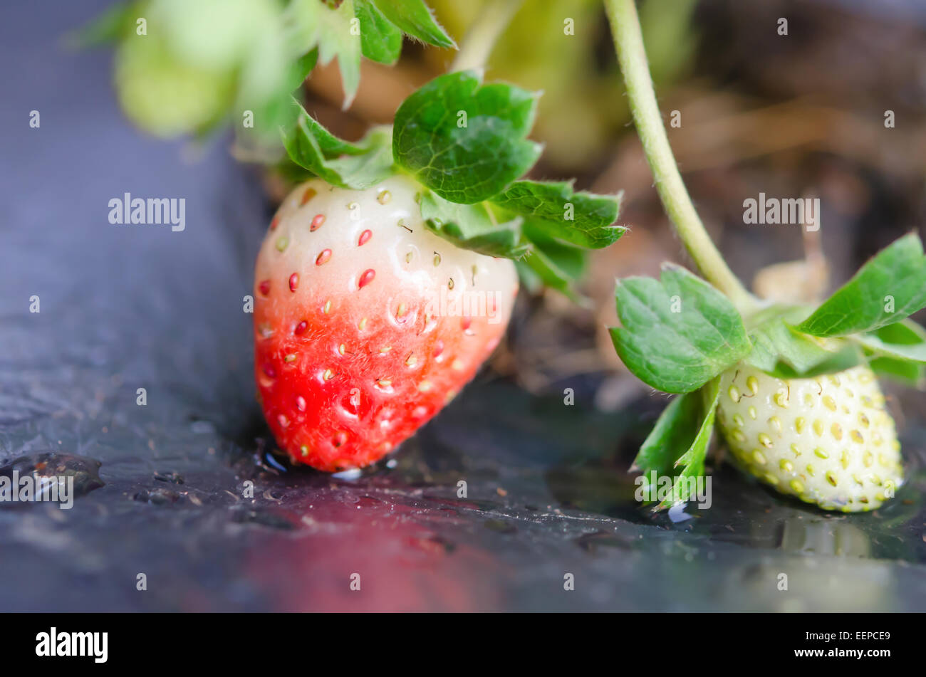 frische Erdbeerpflanzen bereits reif zur Ernte Stockfoto