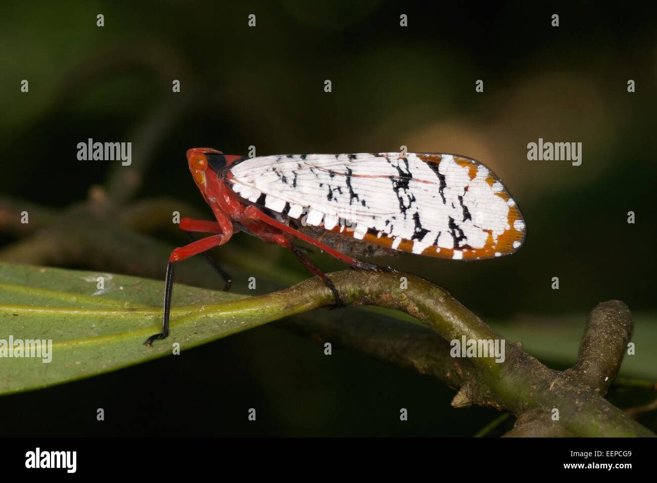 Aphaena Submaculata Laterne Bug, Thailand. Stockfoto