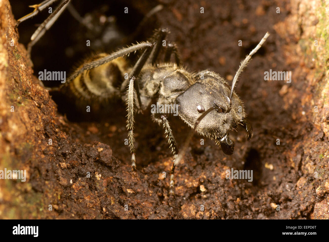 Ameise (Camponotus sp.) Ameisen Stockfoto