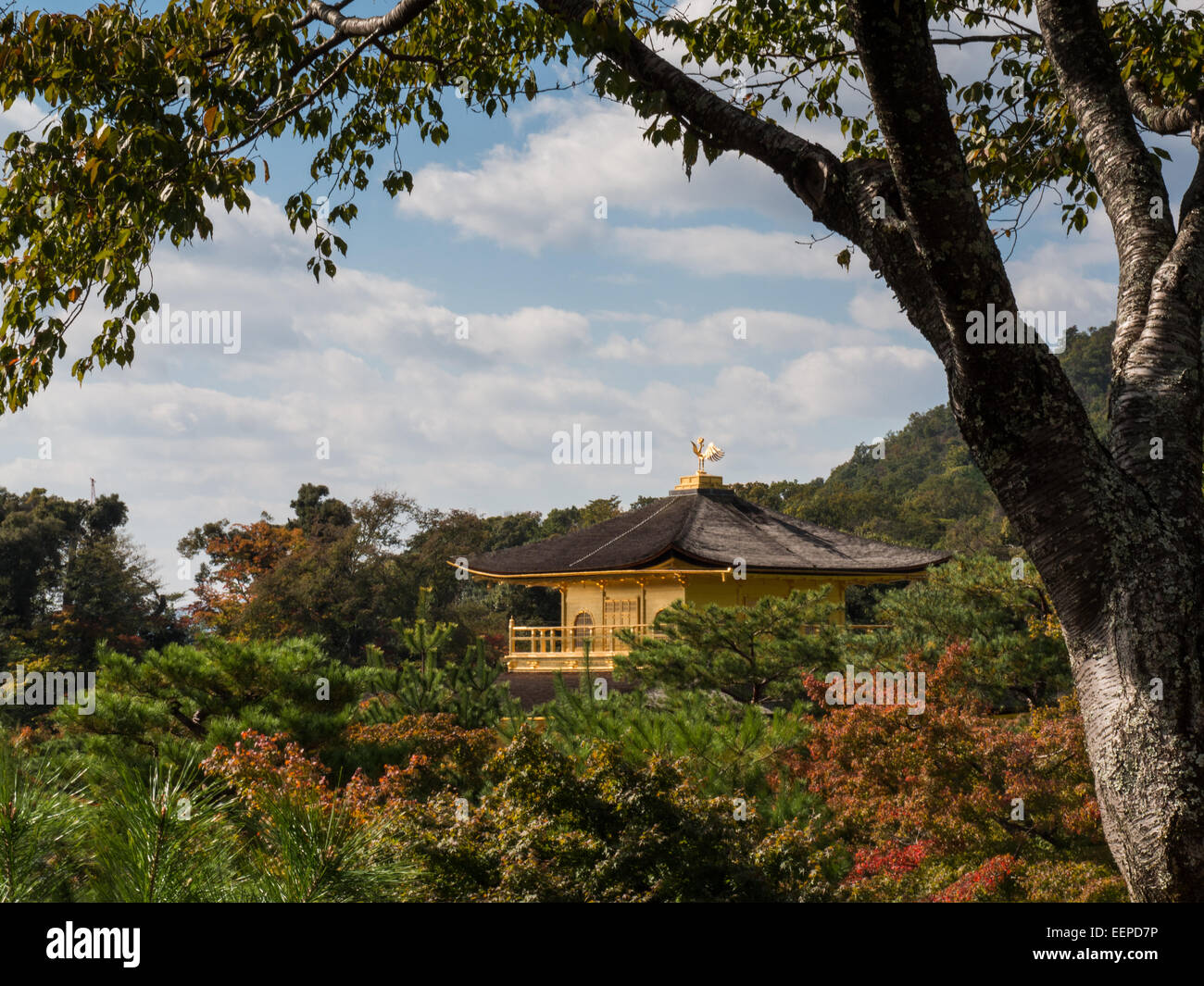 Die Spitze des goldenen Pavillons zwischen den Parkbäumen auf Kinkaku-Ji, Kyoto Stockfoto