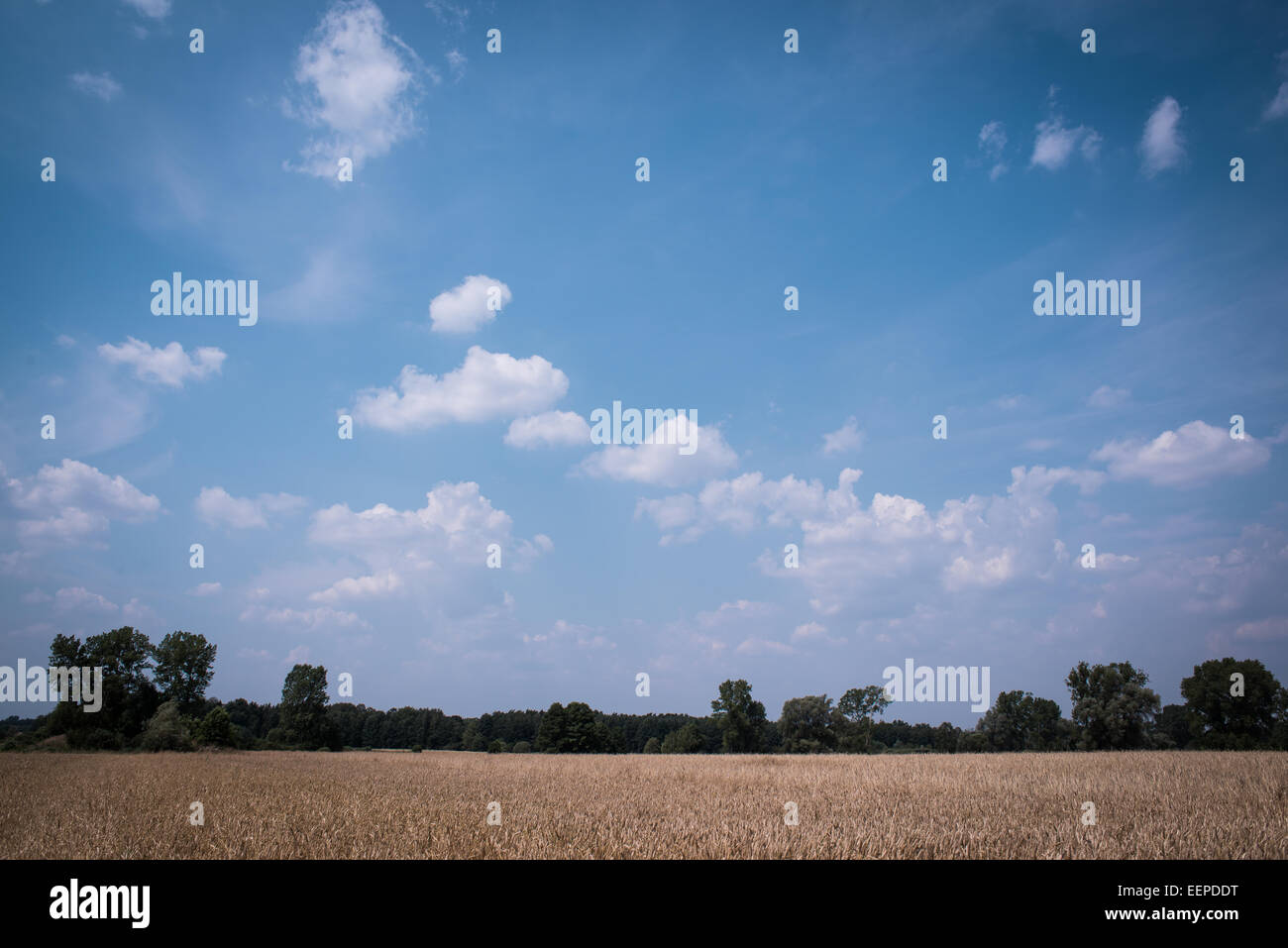 Ländlichen Gebieten, Bäume und Wald an einem sonnigen Tag mit Wolken und Himmel. Polnische Landschaft. Stockfoto