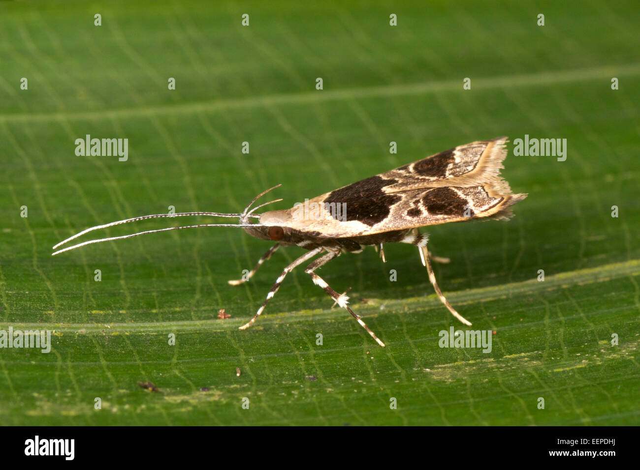 Deltoplastis Commatopa Motte von der Familie Lecithocerida. Nationalpark Khao Yai, Thailand. Stockfoto