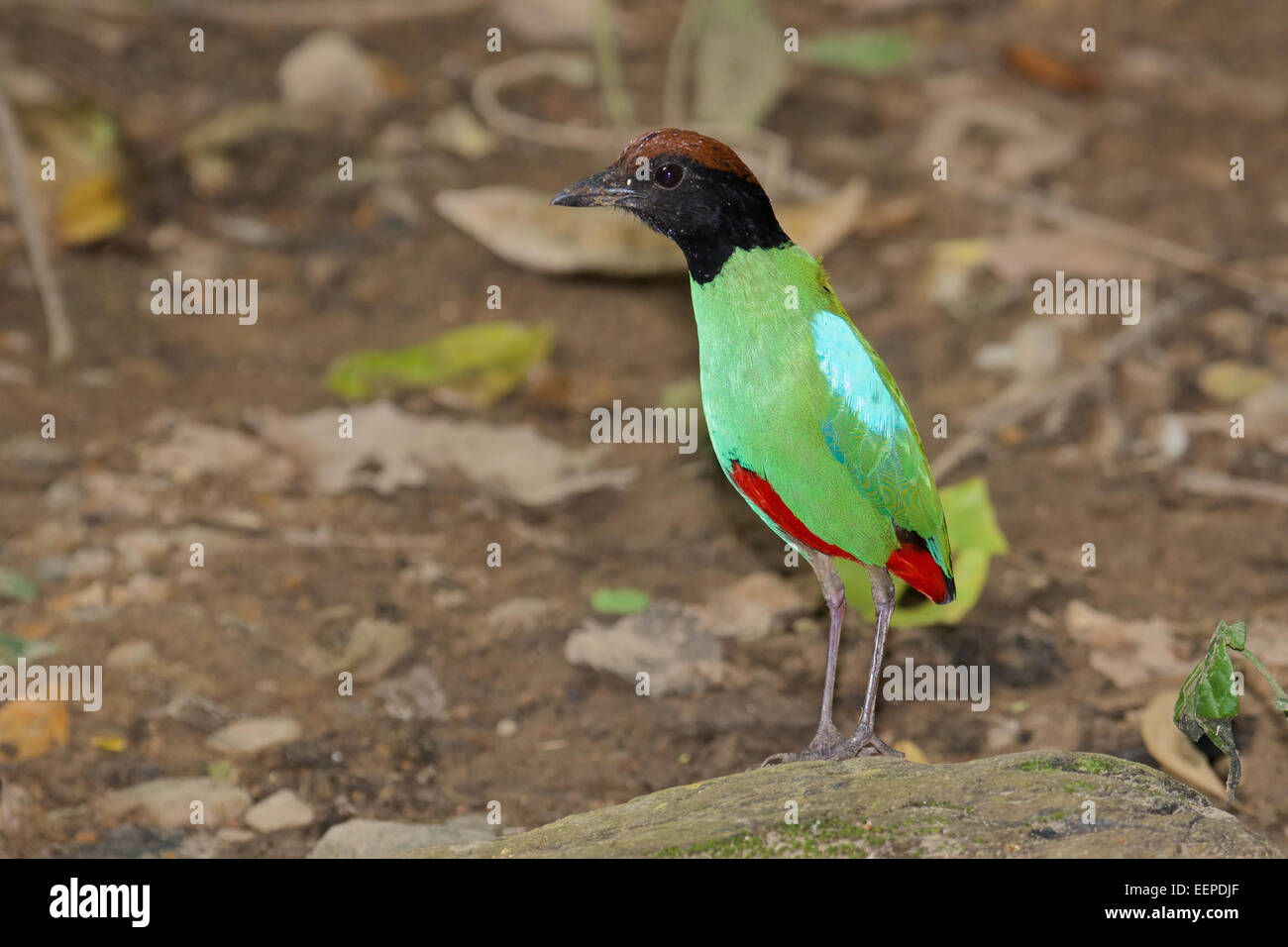 Die Kapuzen Pitta (Pitta Sordida) ist ein passerine Vogel. Es ist üblich in Ost- und Südosteuropa und Maritime Südostasien, Stockfoto