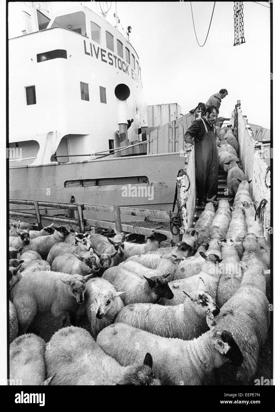 Vieh-Express sammelt Schafe von Unst, auf den Markt bringen. Stockfoto