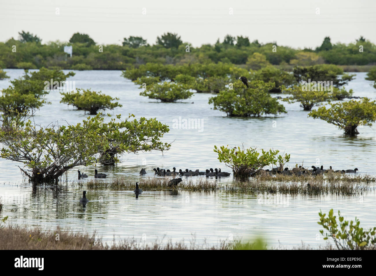 Amerikanische Blässhühner in Mangroven Salzwiesen auf Merritt Island NWR Stockfoto