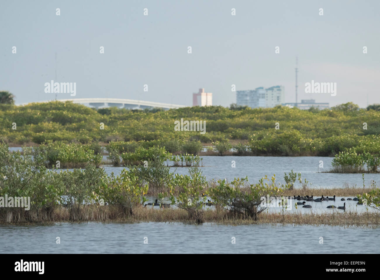 Schwarzer Punkt-Wildnis-Antrieb auf Merritt Island NWR, FL.  Titusville im Hintergrund Stockfoto