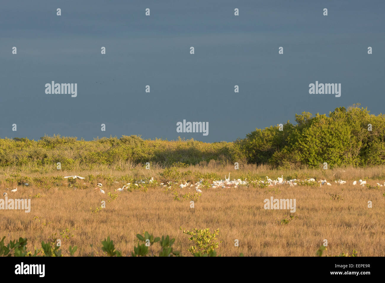 Vögel in Salz-Sumpf in Black Point Wildlife Drive auf Merritt Island NWR, FL. Stockfoto